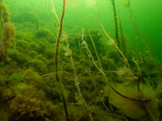 An underwater seascape from the Sound, Malmo Sweden. Green cold ocean water with yellow seaweed