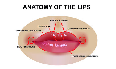Realistic illustration of the structure of the lips, vector illustration