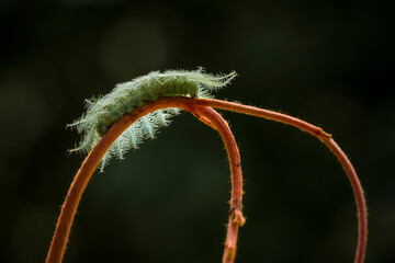 caterpillar on a tendril