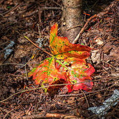 A rainbow of color can be seen in a single leaf that fell in Cole Park in Upstate NY and it is only the beginning September