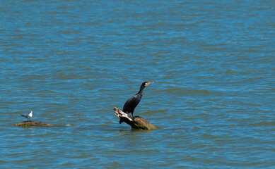 The bird sits on a snag on the lake