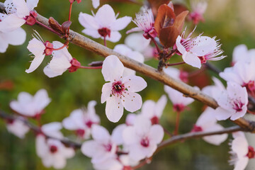 Plakat Cherry blossom in full bloom. Cherry flowers in small clusters on a cherry tree branch. Shallow depth of field.