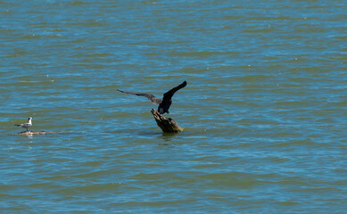 Bird takes off from driftwood on the lake