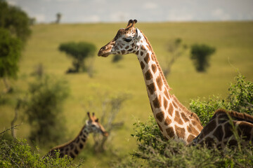 Detail of the Rothschild's giraffe during a sunny day in the Murchinson Falls National Park in Uganda