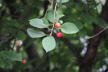 red berries on a tree