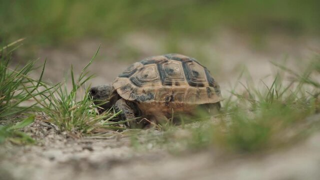 Tortoise walking on green grass. Low angle shot.