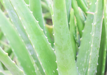 aloe vera plant