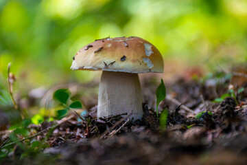 Small toadstool like mushroom has some small bites taken by small rodents on the forest floor in Cole Park in Upstate NY