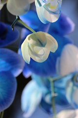 Piękna niebieska orchidea © Anastasiia