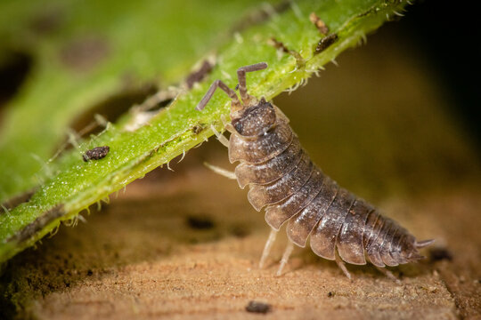 A woodlouse feeding on leaf material