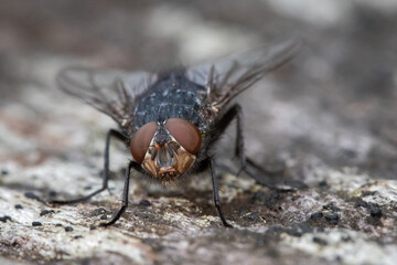 Macro photograph of a bluebottle fly, facing camera on a neutral textured background