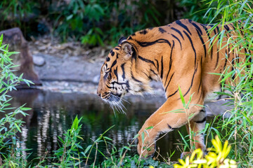 A siberian tiger in a zoo, walking around in his outdoor enclosure at a sunny day in summer.
