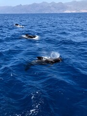 Fototapeta premium whales of Tenerife