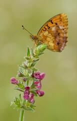 Brentis Daphne butterfly in the early morning on the forest flower in the meadow