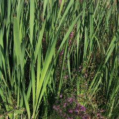 Green rushes background. Green background. Nature background. Rush.