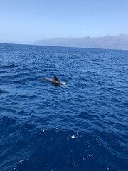 Naklejka premium whale of Tenerife