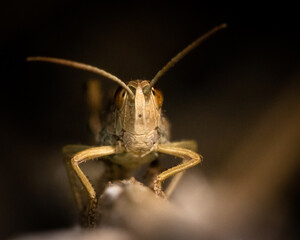 Fototapeta premium Lesser marsh grasshopper (Chorthippus albomarginatus), West Sussex, UK.