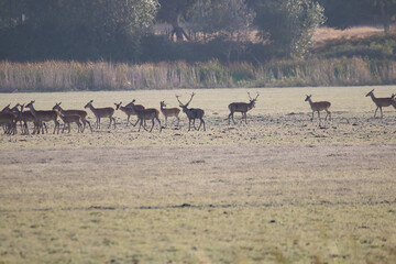 A male deer with his herd of female deer in the process of bellowing during mating season. Marismas del Rocio Natural Park in Donana National Park at sunset