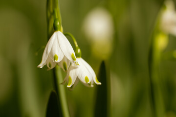 Closeup of a beautiful snowflake flower during a sunny day that can be used as a background