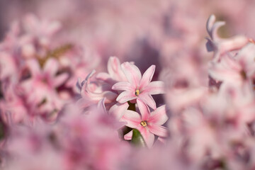 Closeup of pink hyacinth flower (hyacinthus orientalis) during a sunny day that can be used as a background