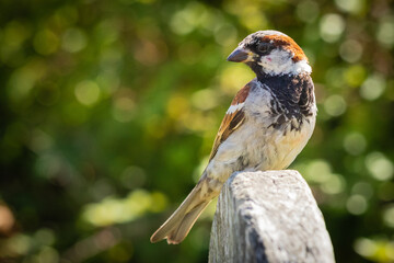 A male house sparrow (Passer domesticus) standing on wooden bench, looking left. West Sussex, UK