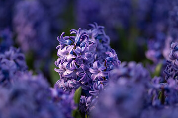 Closeup of violet blue hyacinth flower (hyacinthus orientalis) during a sunny day that can be used as a background