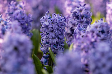 Closeup of violet blue hyacinth flower (hyacinthus orientalis) during a sunny day that can be used as a background