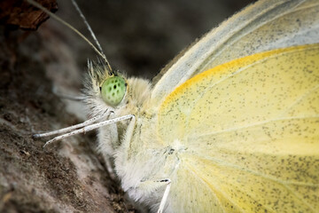 Close macro photo of Large White butterfly (Pieris brassicae), showing eye detail. West Sussex, UK