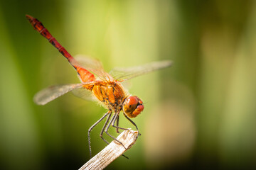 A Common Darter dragonfly (Sympetrum striolatum) perched. West Sussex, UK
