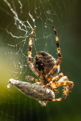 Large garden spider with moth prey
