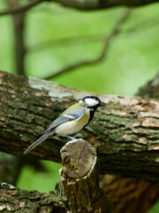 野鳥　シジュウカラ