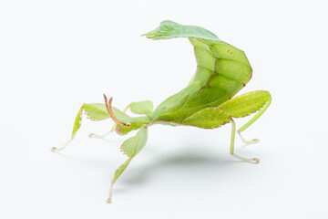 Leaf insect (Phyllium letiranti, subadult male) isolated on white background