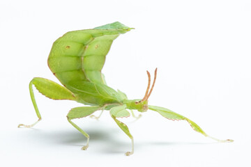 Leaf insect (Phyllium letiranti, subadult male) isolated on white background © Alan