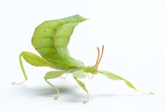Leaf insect (Phyllium letiranti, subadult male) isolated on white background