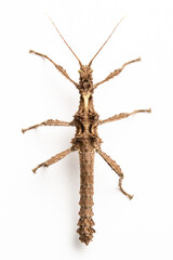 Top view of Sabah thorny (Aretoan asperrimus) stick insect male nymph, isolated on white