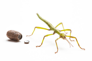 A recently hatched Diapherodes gigantea (green bean) stick insect and it's egg, isolated on white
