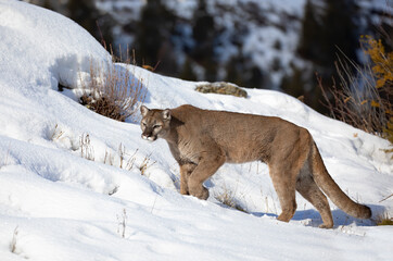 Cougar walking in the winter snow 
