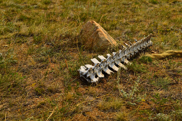 white bare light bones of the horse's spine in dry grass in the steppe in warm sunlight