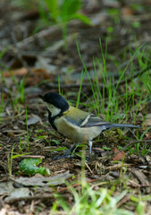 野鳥　シジュウカラ