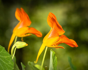 Beautiful red tropaeolum majus flower (nasturtium) with green round leaves background. Tropaeolum majus also known as garden nasturtium, Indian cress or monks cress flower.