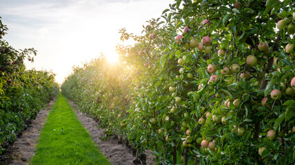 Fototapeta na wymiar An apple orchard called 