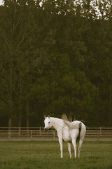 Beautiful white arabian mare horse on a big green field waving its tail in the soft warm peaceful evening light