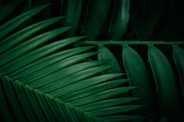 Plakat tropical green palm leaf and shadow, abstract natural background, dark tone