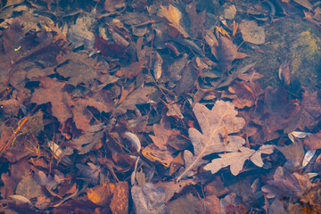autumn leaves under water, nature textue