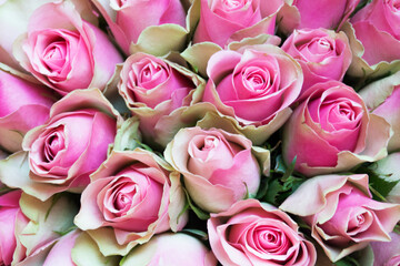 Bouquet of pink roses on pink background. Mother's day, Valentines Day, Birthday celebration concept.Selective focus - 377896931