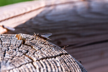 Flying ant with other insects on a felled tree trunk after rain storm