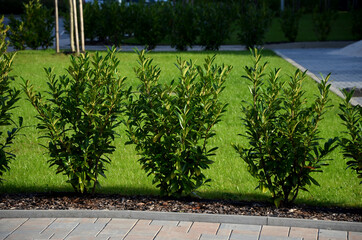 evergreen shrubs in combination with wooden fencing fit into any garden also create a feeling of...