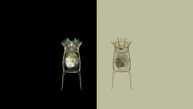 Rotifera Keratella Quadrata under the microscope, of the family Brachionidae, freshwater, specimen found in Lake Baikal