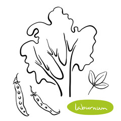 Laburnum tree, leaf, seed pods. Hand drawn black line sketch of common deciduous European trees isolated on white background. Vector illustration