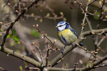 Eurasian blue tit (Cyanistes caeruleus) in the nature protection area Moenchbruch near Frankfurt, Germany.